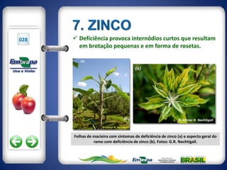 028    Deficiência provoca internódios curtos que resultam
        em brotação pequenas e em forma de rosetas.




      Folhas de macieira com sintomas de deficiência de zinco (a) e aspecto geral do
                ramo com deficiência de zinco (b). Fotos: G.R. Nachtigall.
 