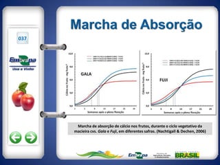 037




       Marcha de absorção de cálcio nos frutos, durante o ciclo vegetativo da
      macieira cvs. Gala e Fuji, em diferentes safras. (Nachtigall & Dechen, 2006)
 