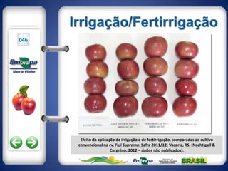 046




       Efeito da aplicação de irrigação e de fertirrigação, comparadas ao cultivo
      convencional na cv. Fuji Suprema. Safra 2011/12. Vacaria, RS. (Nachtigall &
                        Cargnino, 2012 – dados não publicados).
 