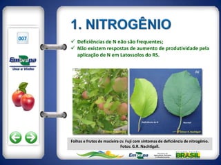 007
       Deficiências de N não são frequentes;
       Não existem respostas de aumento de produtividade pela
        aplicação de N em Latossolos do RS.




      Folhas e frutos de macieira cv. Fuji com sintomas de deficiência de nitrogênio.
                                  Fotos: G.R. Nachtigall.
 