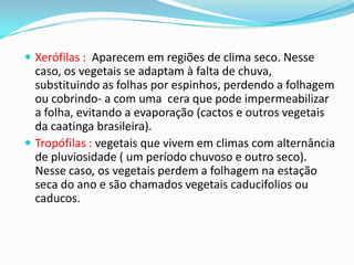  Xerófilas : Aparecem em regiões de clima seco. Nesse
caso, os vegetais se adaptam à falta de chuva,
substituindo as folhas por espinhos, perdendo a folhagem
ou cobrindo- a com uma cera que pode impermeabilizar
a folha, evitando a evaporação (cactos e outros vegetais
da caatinga brasileira).
 Tropófilas : vegetais que vivem em climas com alternância
de pluviosidade ( um período chuvoso e outro seco).
Nesse caso, os vegetais perdem a folhagem na estação
seca do ano e são chamados vegetais caducifolios ou
caducos.
 