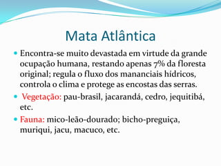 Mata Atlântica
 Encontra-se muito devastada em virtude da grande
ocupação humana, restando apenas 7% da floresta
original; regula o fluxo dos mananciais hídricos,
controla o clima e protege as encostas das serras.
 Vegetação: pau-brasil, jacarandá, cedro, jequitibá,
etc.
 Fauna: mico-leão-dourado; bicho-preguiça,
muriqui, jacu, macuco, etc.
 
