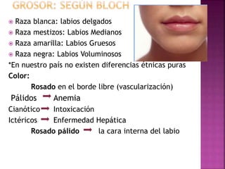Labios Razas Semio historiaclin1 | PPTX