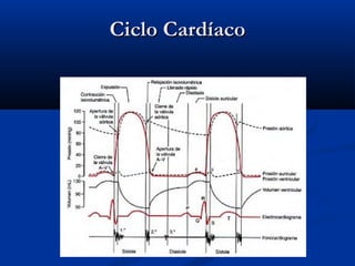 Ciclo CardíacoCiclo Cardíaco
 