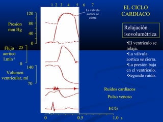 120
80
40
0
140
70
25
0
a c v
R
Q S
P T
1 24
Valvula
mitral
cierra
valvula
aortica
abre
La valvula
aortica se
cierra
0 0.5 1.0 s
1 2 3 4 5 6 7
Relajación
isovolumétrica
•El ventrículo se
relaja.
•La válvula
aortica se cierra.
•La presión baja
en el ventrículo.
•Segundo ruido.
Presion
mm Hg
Flujo
aortico
l.min-1
Volumen
ventricular, ml
Ruidos cardíacos
Pulso venoso
EL CICLO
CARDIACO
ECG
 