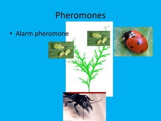 Pheromones
• Alarm pheromone
 
