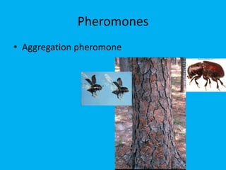 Pheromones
• Aggregation pheromone
 