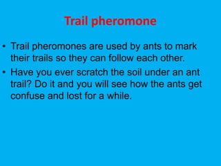 Trail pheromone
• Trail pheromones are used by ants to mark
their trails so they can follow each other.
• Have you ever scratch the soil under an ant
trail? Do it and you will see how the ants get
confuse and lost for a while.
 