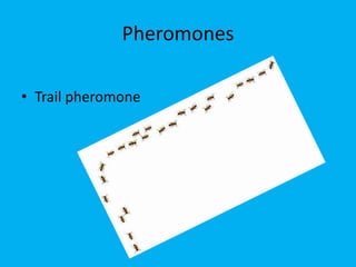 Pheromones
• Trail pheromone
 