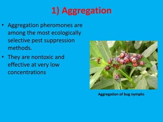 1) Aggregation
• Aggregation pheromones are
among the most ecologically
selective pest suppression
methods.
• They are nontoxic and
effective at very low
concentrations
Aggregation of bug nymphs
 