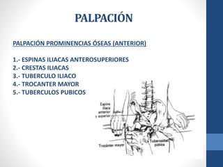PALPACIÓN
PALPACIÓN PROMINENCIAS ÓSEAS (ANTERIOR)
1.- ESPINAS ILIACAS ANTEROSUPERIORES
2.- CRESTAS ILIACAS
3.- TUBERCULO I...