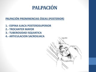 PALPACIÓN
PALPACIÓN PROMINENCIAS ÓSEAS (POSTERIOR)
1.- ESPINA ILIACA POSTEROSUPERIOR
2.- TROCANTER MAYOR
3.- TUBEROSIDAD I...