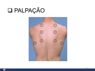  PALPAÇÃO
37
 