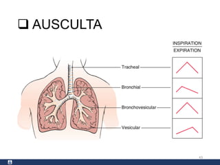  AUSCULTA
43
 