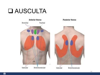  AUSCULTA
44
 