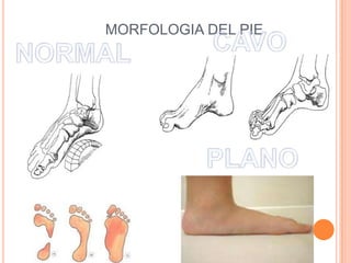MORFOLOGIA DEL PIE
 