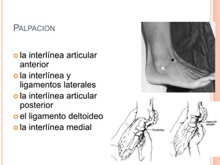 PALPACION

 la interlínea articular
  anterior
 la interlínea y
  ligamentos laterales
 la interlínea articular
  posterior
 el ligamento deltoideo
 la interlínea medial
 