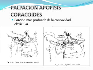  Porción mas profunda de la concavidad
 clavicular
 