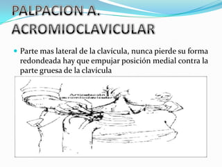  Parte mas lateral de la clavícula, nunca pierde su forma
 redondeada hay que empujar posición medial contra la
 parte gruesa de la clavícula
 