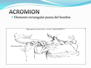  Elemento rectangular punta del hombre
 