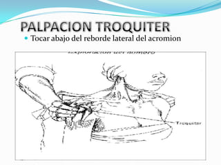  Tocar abajo del reborde lateral del acromion
 