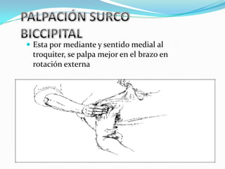  Esta por mediante y sentido medial al
 troquiter, se palpa mejor en el brazo en
 rotación externa
 