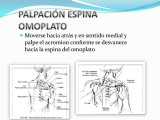  Moverse hacia atrás y en sentido medial y
 palpe el acromion conforme se desvanece
 hacia la espina del omoplato
 