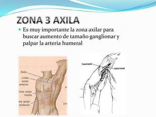  Es muy importante la zona axilar para
 buscar aumento de tamaño ganglionar y
 palpar la arteria humeral
 