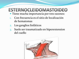  Tiene mucha importancia por tres razones:
1. Con frecuencia es el sitio de localización
   de hematomas
2. Los ganglios linfáticos
3. Suele ser traumatizado en hiperextension
   del cuello
 