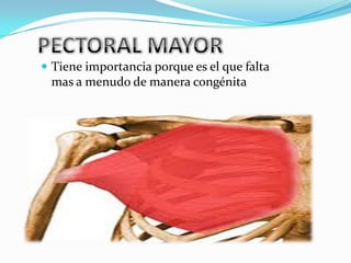  Tiene importancia porque es el que falta
 mas a menudo de manera congénita
 