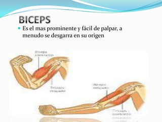  Es el mas prominente y fácil de palpar, a
 menudo se desgarra en su origen
 