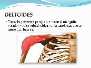  Tiene importancia porque junto con el manguito
 rotador y bolsa subdeltoidea por la patologías que se
 presentan bursitis
 
