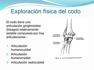 Exploración física del codo
El codo tiene una
articulación ginglimoidea
(bisagra) relativamente
estable compuesta por tres
articulaciones :

1. Articulación
   humerocubital
2. Articulación
   humerorradial
3. Articulación radiocubital
 
