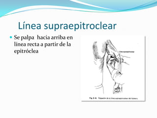 Línea supraepitroclear
 Se palpa hacia arriba en
 línea recta a partir de la
 epitróclea
 