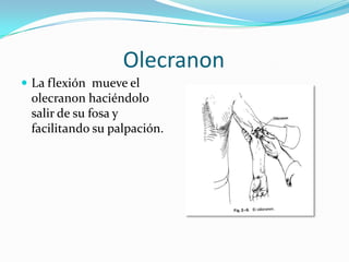 Olecranon
 La flexión mueve el
 olecranon haciéndolo
 salir de su fosa y
 facilitando su palpación.
 