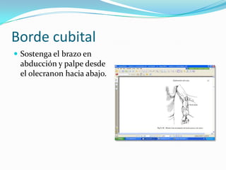 Borde cubital
 Sostenga el brazo en
 abducción y palpe desde
 el olecranon hacia abajo.
 