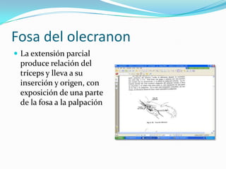 Fosa del olecranon
 La extensión parcial
 produce relación del
 tríceps y lleva a su
 inserción y origen, con
 exposición de una parte
 de la fosa a la palpación
 