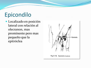 Epicondilo
 Localizado en posición
 lateral con relación al
 olecranon, mas
 prominente pero mas
 pequeño que la
 epitróclea
 