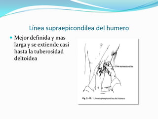 Línea supraepicondilea del humero
 Mejor definida y mas
 larga y se extiende casi
 hasta la tuberosidad
 deltoidea
 