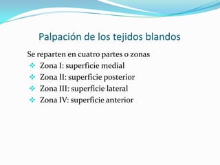 Palpación de los tejidos blandos
Se reparten en cuatro partes o zonas
 Zona I: superficie medial
 Zona II: superficie posterior
 Zona III: superficie lateral
 Zona IV: superficie anterior
 