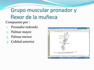 Grupo muscular pronador y
  flexor de la muñeca
Compuesto por :
1. Pronador redondo
2. Palmar mayor
3. Palmar menor
4. Cubital anterior
 