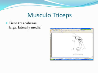 Musculo Tríceps
 Tiene tres cabezas
 larga, lateral y medial
 