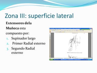 Zona III: superficie lateral
Extensores dela
Muñeca esta
compuesto por:
1. Supinador largo
2. Primer Radial externo
3. Segundo Radial
   externo
 