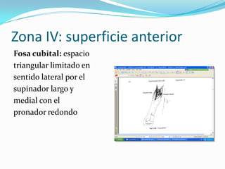 Zona IV: superficie anterior
Fosa cubital: espacio
triangular limitado en
sentido lateral por el
supinador largo y
medial con el
pronador redondo
 