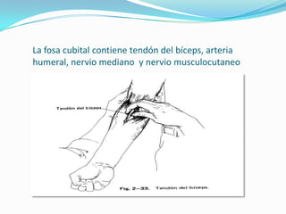La fosa cubital contiene tendón del bíceps, arteria
humeral, nervio mediano y nervio musculocutaneo
 