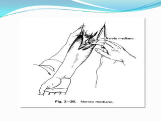  Semiologia de hombro y codo