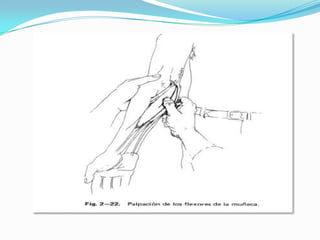 La fosa cubital contiene tendón del bíceps, arteria
humeral, nervio mediano y nervio musculocutaneo
 