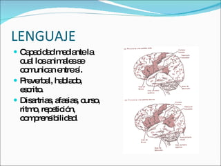 LENGUAJE Capacidad mediante la cual los animales se comunican entre sí. Preverbal, hablado, escrito. Disartrias, afasias, curso, ritmo, repetición, comprensibilidad. 