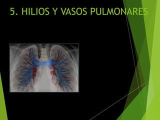 5. HILIOS Y VASOS PULMONARES
 