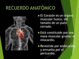 RECUERDO ANATÓMICO
El Corazón es un órgano
muscular hueco, del
tamaño de un puño
cerrado.
Está constituido por una
masa muscular gruesa: el
miocardio.
Revestida por endocardio
y envuelta por el
pericardio.
 